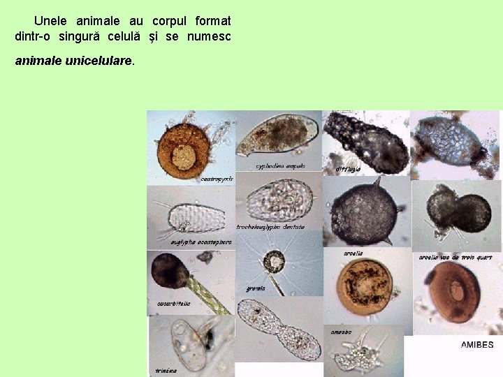 Unele animale au corpul format dintr-o singură celulă şi se numesc animale unicelulare. 
