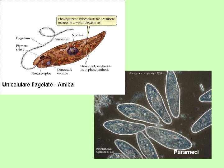 Unicelulare flagelate - Amiba Parameci 