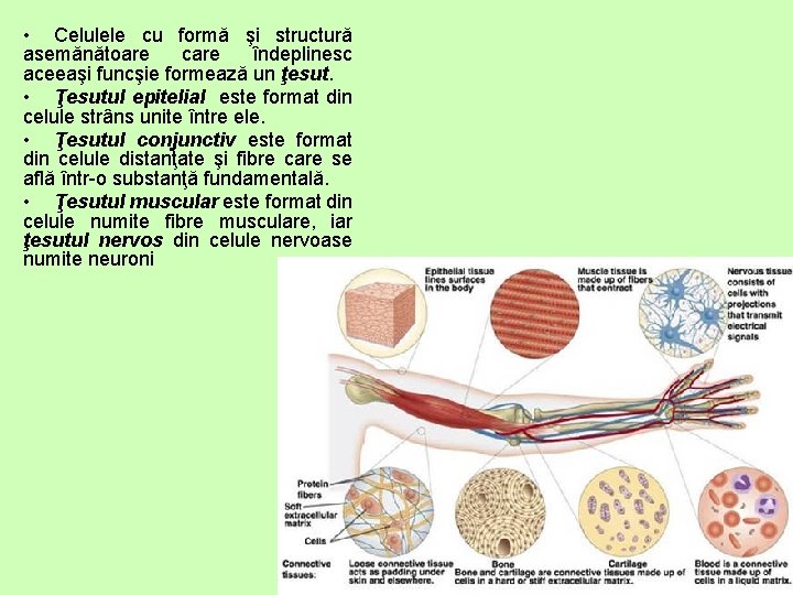  • Celulele cu formă şi structură asemănătoare care îndeplinesc aceeaşi funcşie formează un