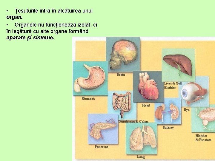  • Ţesuturile intră în alcătuirea unui organ. • Organele nu funcţionează izolat, ci