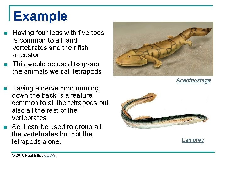 Example n n Having four legs with five toes is common to all land