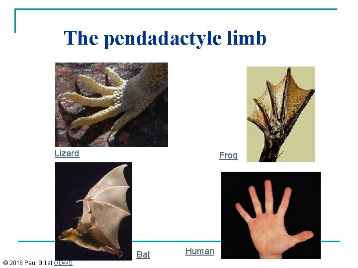 The pendadactyle limb Lizard © 2016 Paul Billiet ODWS Frog Bat Human 