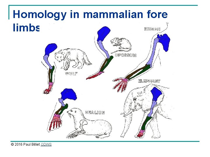 Homology in mammalian fore limbs © 2016 Paul Billiet ODWS 