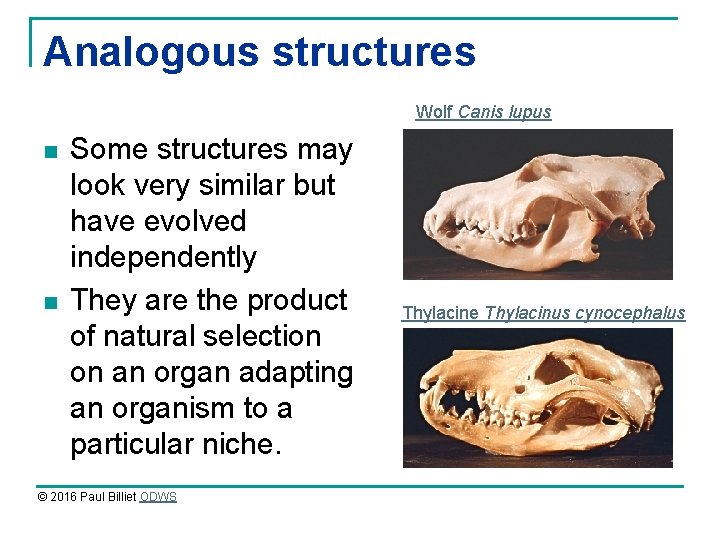 Analogous structures Wolf Canis lupus n n Some structures may look very similar but Analogous structures Wolf Canis lupus n n Some structures may look very similar but