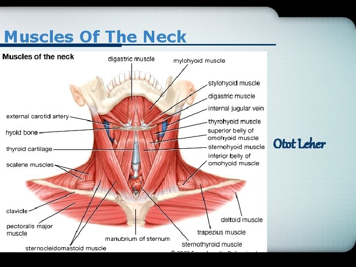 Muscles Of The Neck Otot Leher 