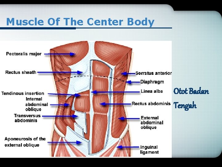 Muscle Of The Center Body Otot Badan Tengah 