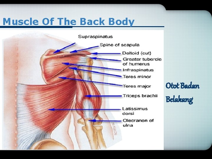 Muscle Of The Back Body Otot Badan Belakang 