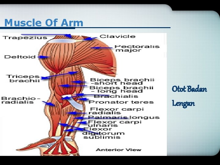 Muscle Of Arm Otot Badan Lengan 