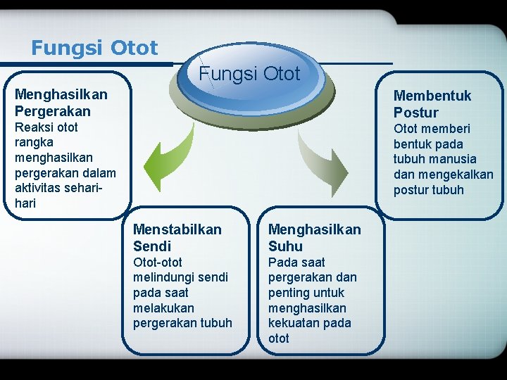 Fungsi Otot Menghasilkan Pergerakan Membentuk Postur Reaksi otot rangka menghasilkan pergerakan dalam aktivitas sehari