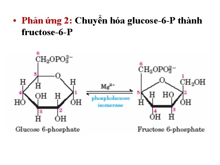 • Phản ứng 2: Chuyển hóa glucose-6 -P thành fructose-6 -P • Phản ứng 2: Chuyển hóa glucose-6 -P thành fructose-6 -P