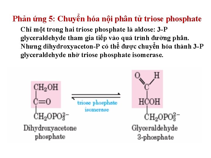 Phản ứng 5: Chuyển hóa nội phân tử triose phosphate Chỉ một trong hai Phản ứng 5: Chuyển hóa nội phân tử triose phosphate Chỉ một trong hai