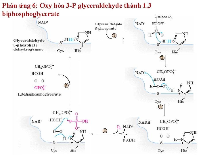 Phản ứng 6: Oxy hóa 3 -P glyceraldehyde thành 1, 3 biphosphoglycerate Phản ứng 6: Oxy hóa 3 -P glyceraldehyde thành 1, 3 biphosphoglycerate