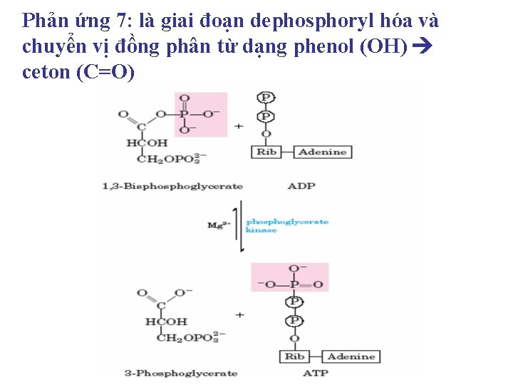 Phản ứng 7: là giai đoạn dephosphoryl hóa và chuyển vị đồng phân từ Phản ứng 7: là giai đoạn dephosphoryl hóa và chuyển vị đồng phân từ