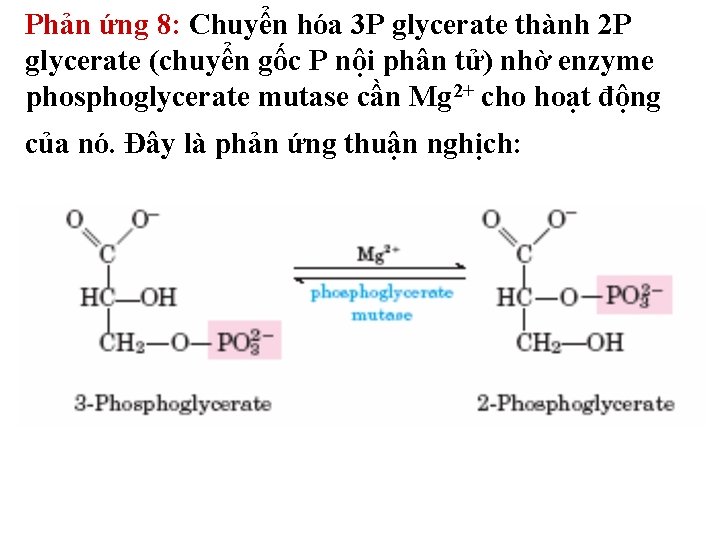 Phản ứng 8: Chuyển hóa 3 P glycerate thành 2 P glycerate (chuyển gốc Phản ứng 8: Chuyển hóa 3 P glycerate thành 2 P glycerate (chuyển gốc