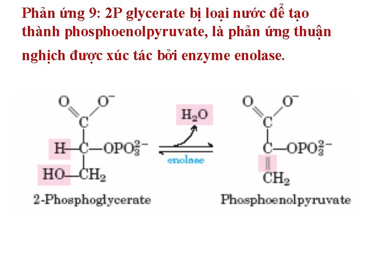 Phản ứng 9: 2 P glycerate bị loại nước để tạo thành phosphoenolpyruvate, là Phản ứng 9: 2 P glycerate bị loại nước để tạo thành phosphoenolpyruvate, là