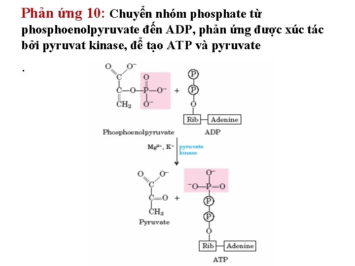 Phản ứng 10: Chuyển nhóm phosphate từ phosphoenolpyruvate đến ADP, phản ứng được xúc Phản ứng 10: Chuyển nhóm phosphate từ phosphoenolpyruvate đến ADP, phản ứng được xúc