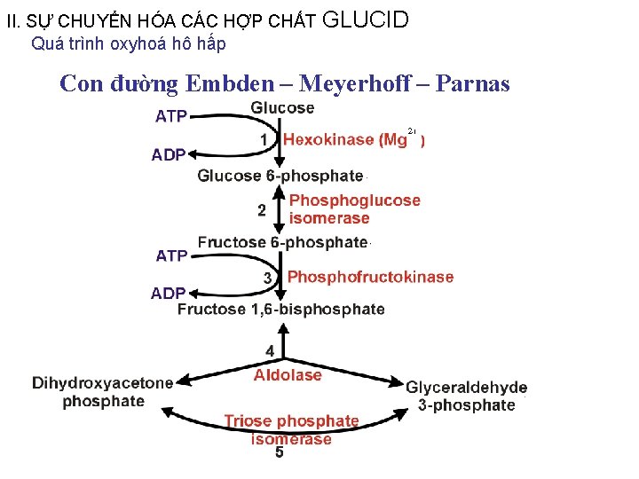 II. SỰ CHUYỂN HÓA CÁC HỢP CHẤT GLUCID Quá trình oxyhoá hô hấp Con II. SỰ CHUYỂN HÓA CÁC HỢP CHẤT GLUCID Quá trình oxyhoá hô hấp Con