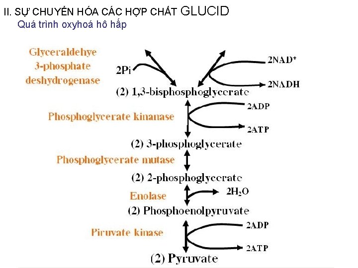 II. SỰ CHUYỂN HÓA CÁC HỢP CHẤT GLUCID Quá trình oxyhoá hô hấp II. SỰ CHUYỂN HÓA CÁC HỢP CHẤT GLUCID Quá trình oxyhoá hô hấp
