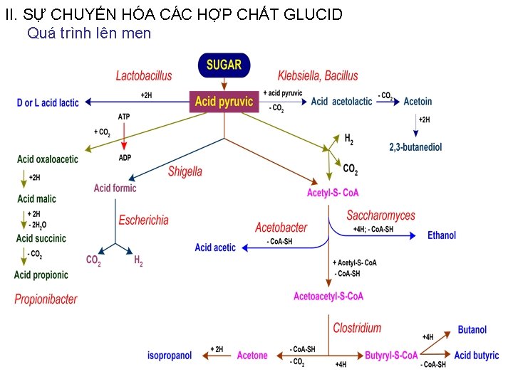 II. SỰ CHUYỂN HÓA CÁC HỢP CHẤT GLUCID Quá trình lên men II. SỰ CHUYỂN HÓA CÁC HỢP CHẤT GLUCID Quá trình lên men
