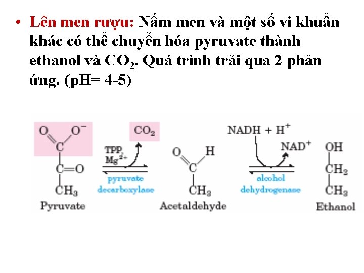 • Lên men rượu: Nấm men và một số vi khuẩn khác có • Lên men rượu: Nấm men và một số vi khuẩn khác có