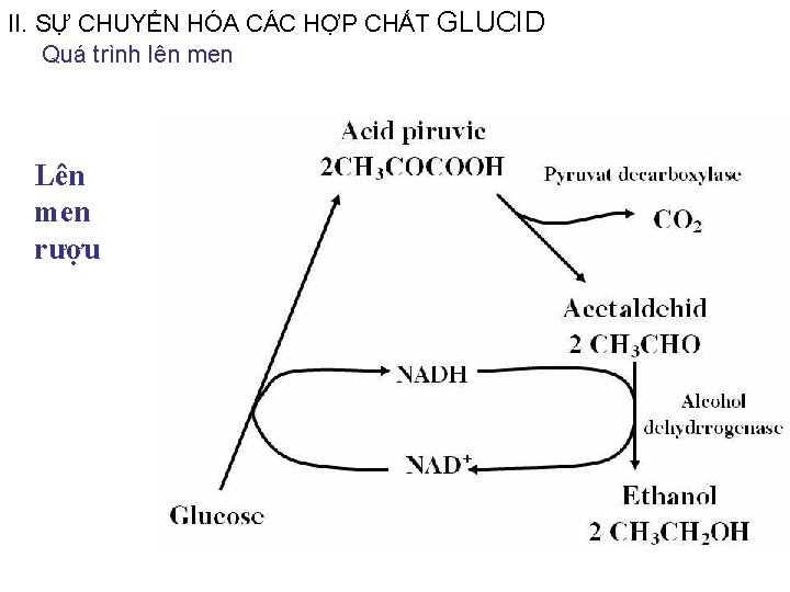 II. SỰ CHUYỂN HÓA CÁC HỢP CHẤT GLUCID Quá trình lên men Lên men II. SỰ CHUYỂN HÓA CÁC HỢP CHẤT GLUCID Quá trình lên men Lên men