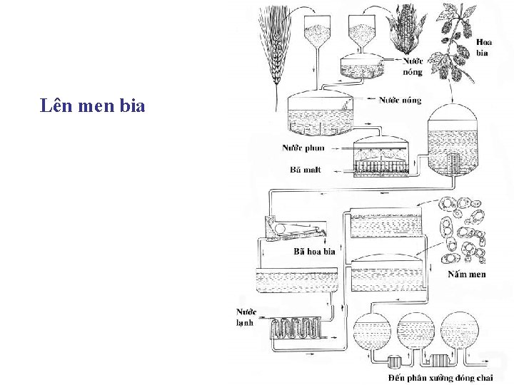 Lên men bia Lên men bia