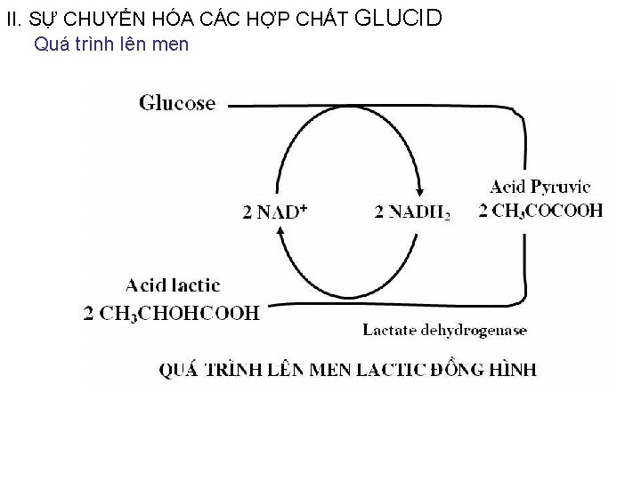 II. SỰ CHUYỂN HÓA CÁC HỢP CHẤT GLUCID Quá trình lên men II. SỰ CHUYỂN HÓA CÁC HỢP CHẤT GLUCID Quá trình lên men