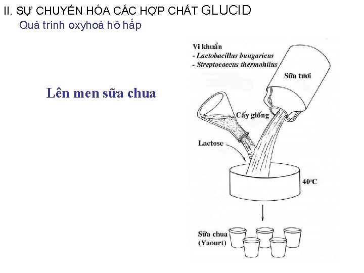 II. SỰ CHUYỂN HÓA CÁC HỢP CHẤT GLUCID Quá trình oxyhoá hô hấp Lên II. SỰ CHUYỂN HÓA CÁC HỢP CHẤT GLUCID Quá trình oxyhoá hô hấp Lên