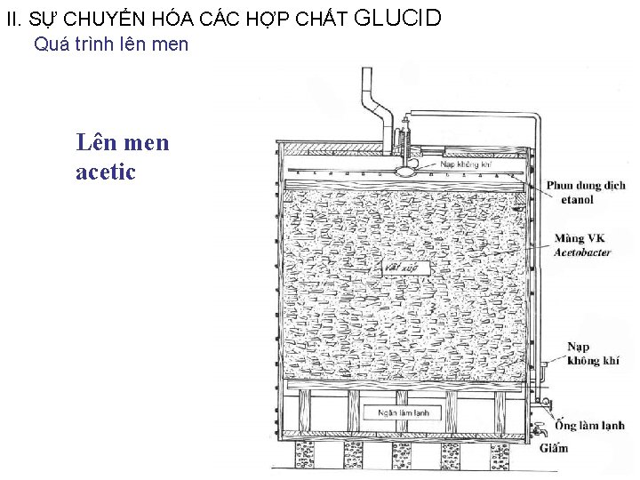 II. SỰ CHUYỂN HÓA CÁC HỢP CHẤT GLUCID Quá trình lên men Lên men II. SỰ CHUYỂN HÓA CÁC HỢP CHẤT GLUCID Quá trình lên men Lên men