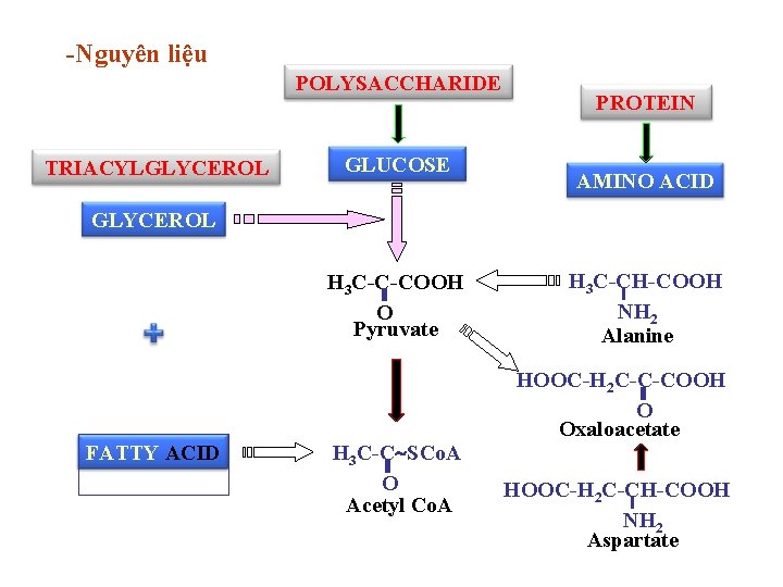 -Nguyên liệu POLYSACCHARIDE TRIACYLGLYCEROL GLUCOSE PROTEIN AMINO ACID GLYCEROL H 3 C-C-COOH O Pyruvate -Nguyên liệu POLYSACCHARIDE TRIACYLGLYCEROL GLUCOSE PROTEIN AMINO ACID GLYCEROL H 3 C-C-COOH O Pyruvate