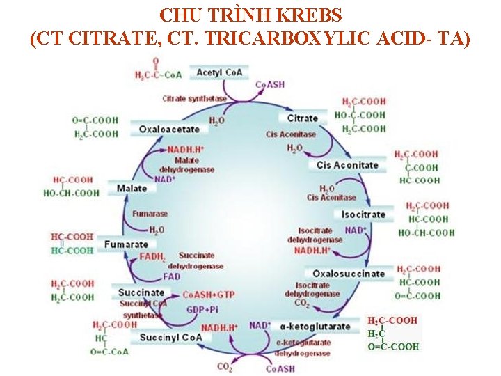 CHU TRÌNH KREBS (CT CITRATE, CT. TRICARBOXYLIC ACID- TA) CHU TRÌNH KREBS (CT CITRATE, CT. TRICARBOXYLIC ACID- TA)