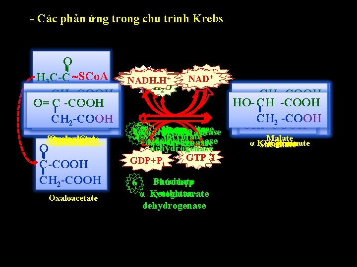 - Các phản ứng trong chu trình Krebs O + HH ++ Co. ASH - Các phản ứng trong chu trình Krebs O + HH ++ Co. ASH