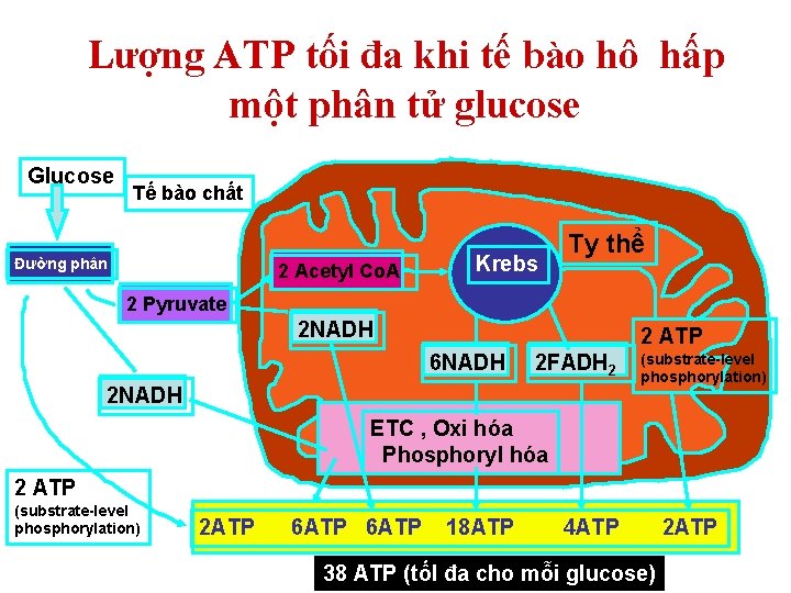 Lượng ATP tối đa khi tế bào hô hấp một phân tử glucose Glucose Lượng ATP tối đa khi tế bào hô hấp một phân tử glucose Glucose