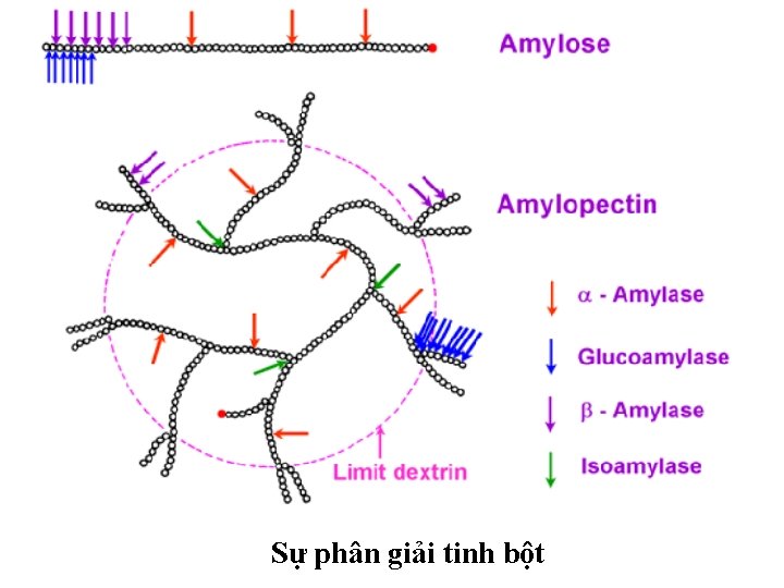 Sự phân giải tinh bột Sự phân giải tinh bột