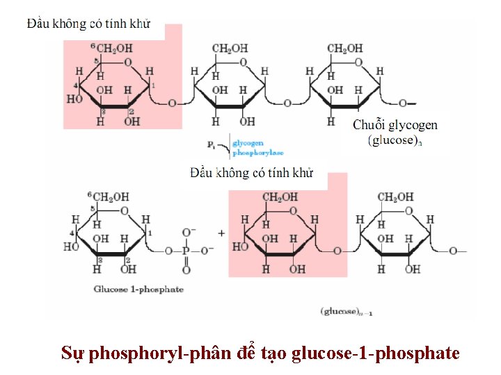 Sự phosphoryl-phân để tạo glucose-1 -phosphate Sự phosphoryl-phân để tạo glucose-1 -phosphate