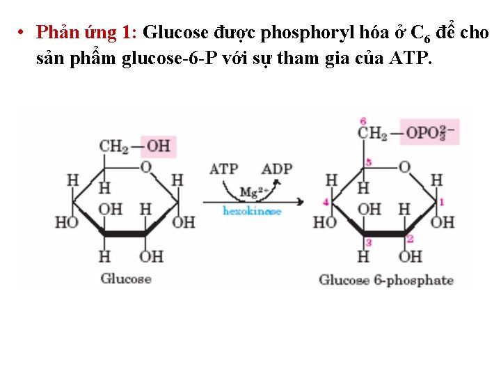 • Phản ứng 1: Glucose được phosphoryl hóa ở C 6 để cho • Phản ứng 1: Glucose được phosphoryl hóa ở C 6 để cho