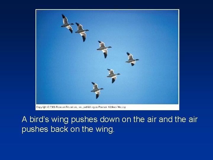 A bird’s wing pushes down on the air and the air pushes back on