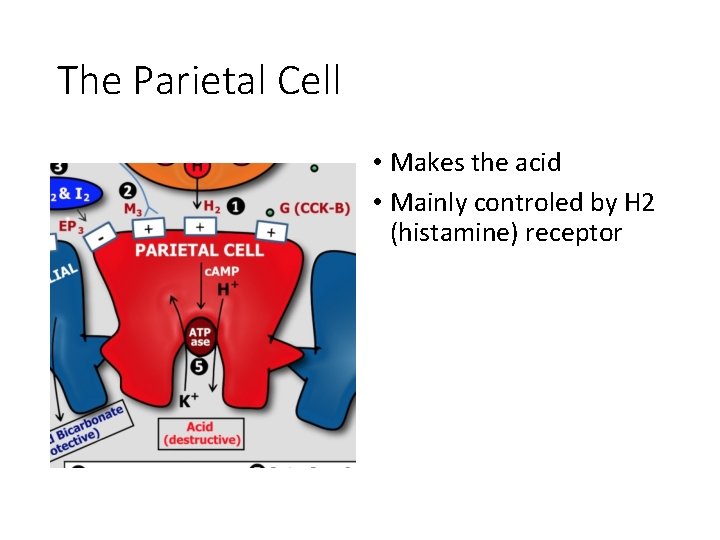 The Parietal Cell • Makes the acid • Mainly controled by H 2 (histamine)