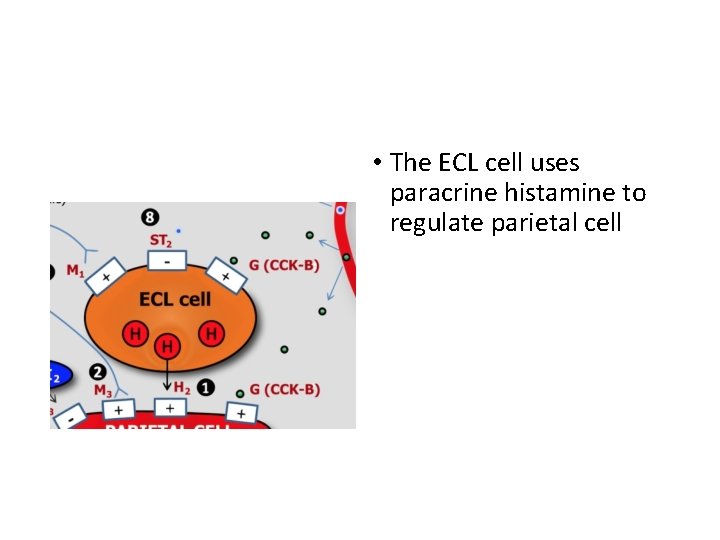  • The ECL cell uses paracrine histamine to regulate parietal cell 