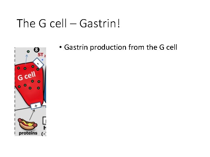 The G cell – Gastrin! • Gastrin production from the G cell 