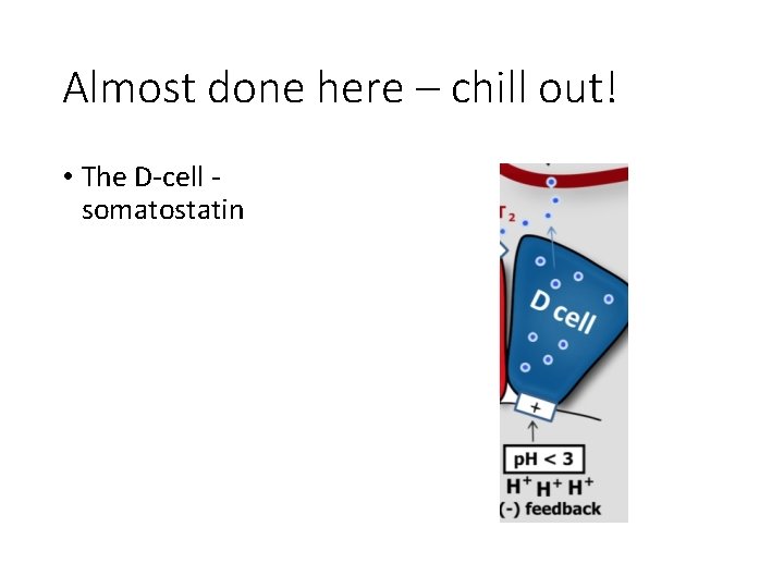 Almost done here – chill out! • The D-cell somatostatin 