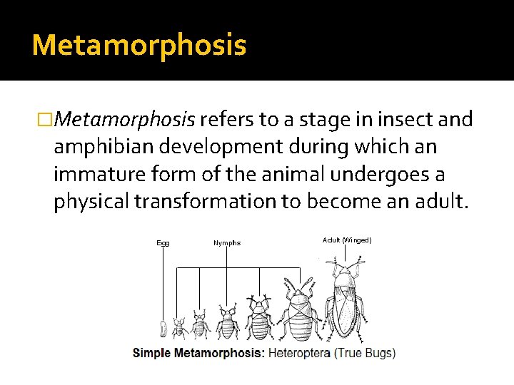 Metamorphosis �Metamorphosis refers to a stage in insect and amphibian development during which an