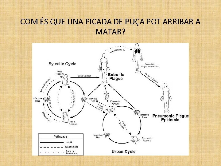 COM ÉS QUE UNA PICADA DE PUÇA POT ARRIBAR A MATAR? 