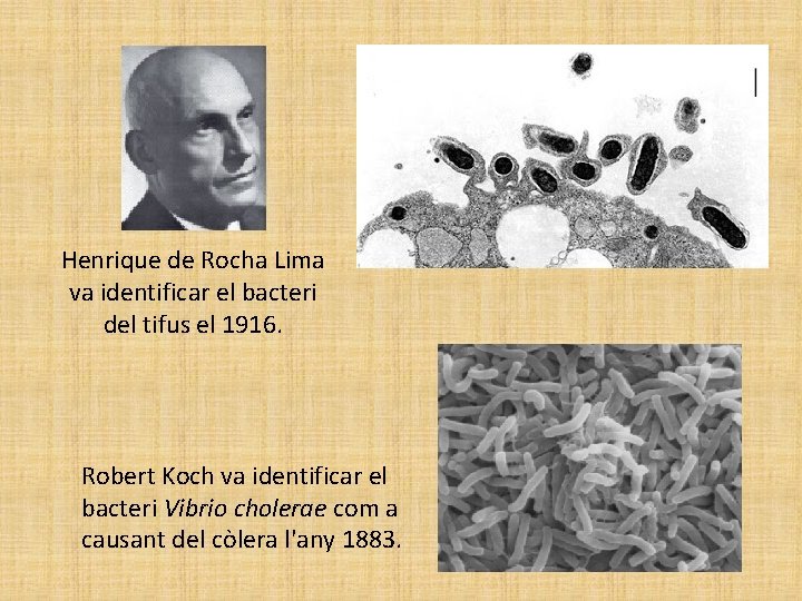 Henrique de Rocha Lima va identificar el bacteri del tifus el 1916. Robert Koch