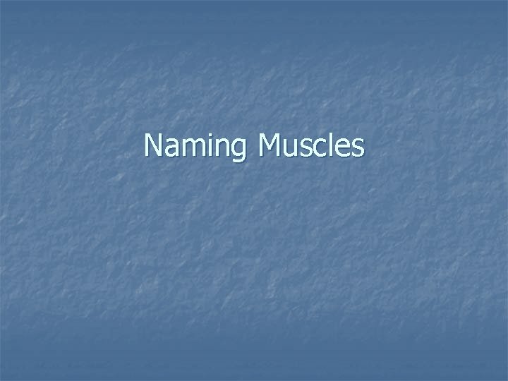 Naming Muscles 