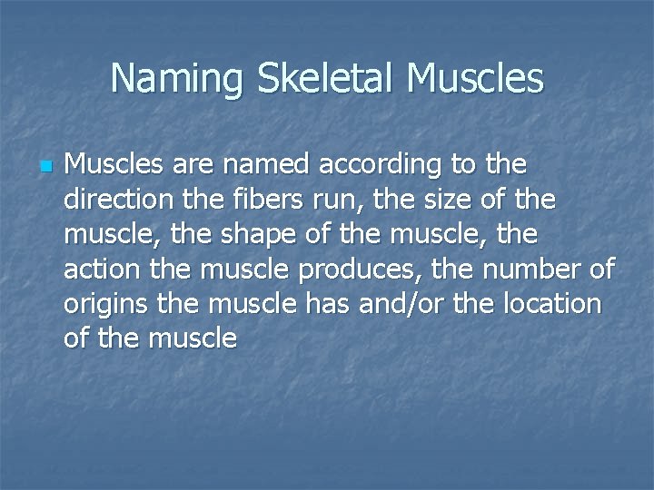 Naming Skeletal Muscles n Muscles are named according to the direction the fibers run,