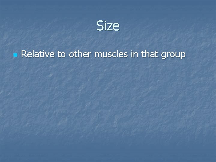 Size n Relative to other muscles in that group 