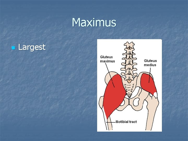 Maximus n Largest 