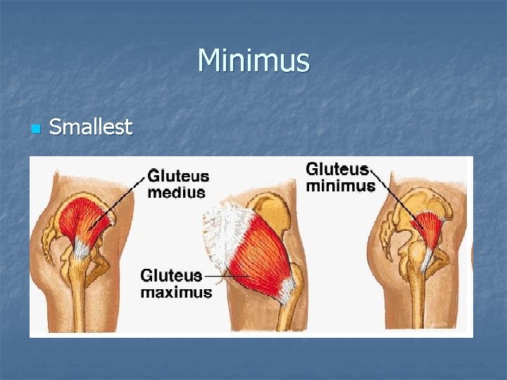 Minimus n Smallest 