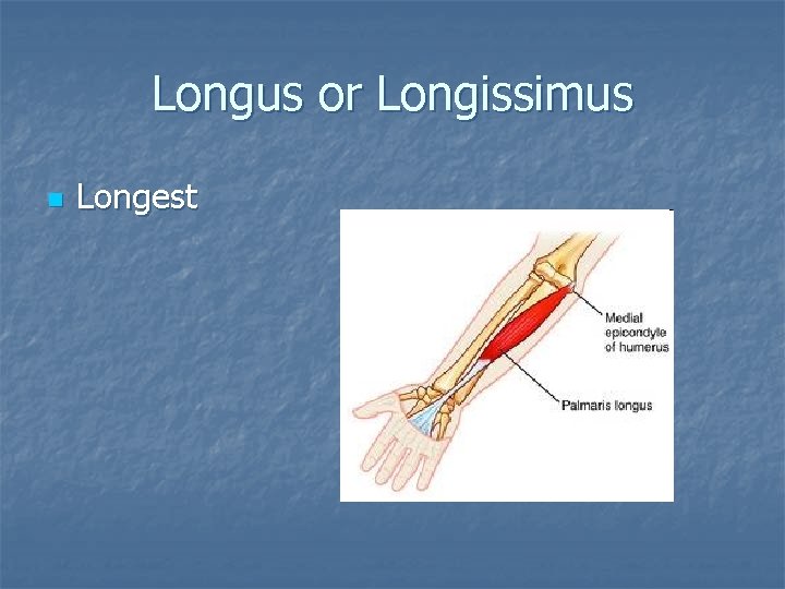 Longus or Longissimus n Longest 